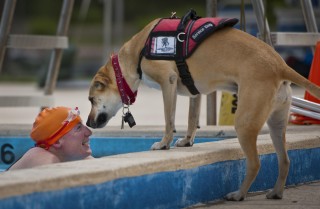 swimmer-802890