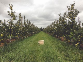 Apple picking